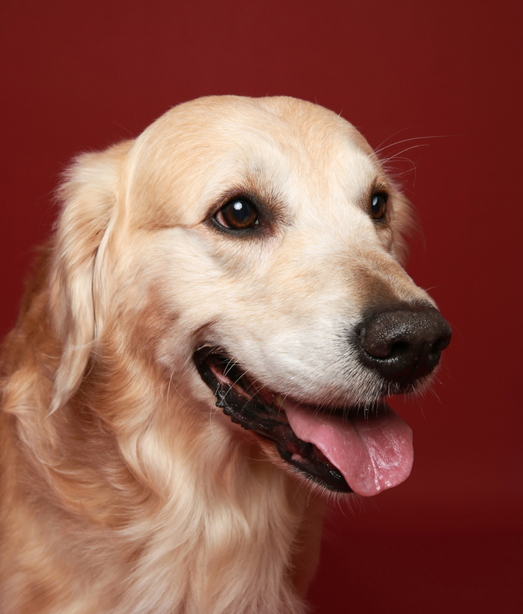 宠物写真-Portrait-(Pet-Only)